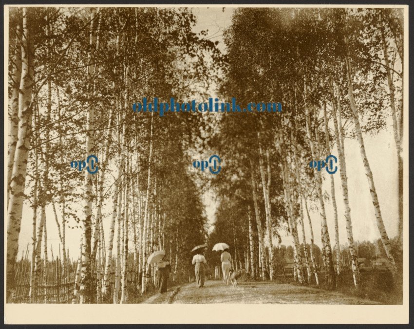 Birch Lined Avenue, Russia 1913