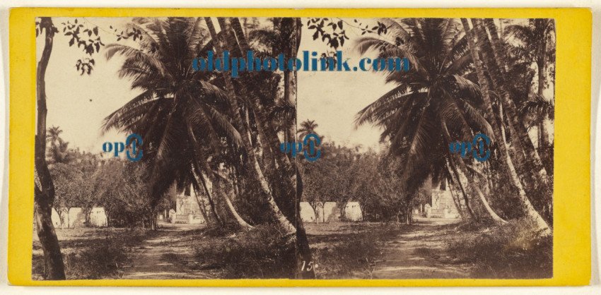 Cocoanut Trees in the Bishop's Garden  Havana  1860