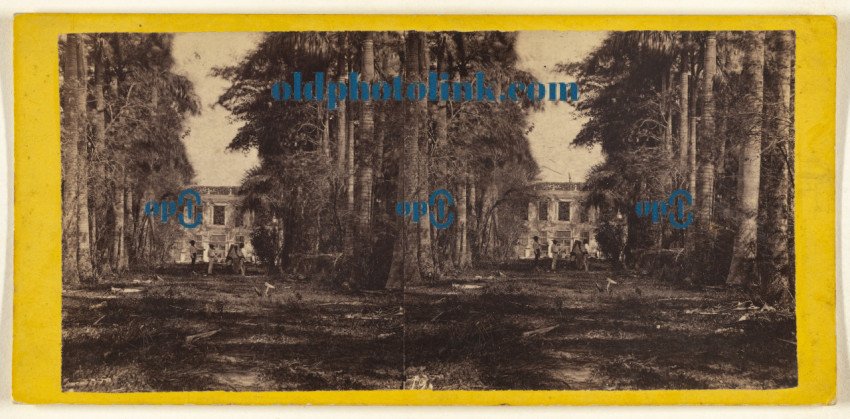 The Avenue of Royal Palms in the Bishop's Garden  Havana 1860