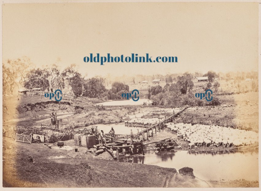 Sheep washing, Bukkulla, Northeast 1860