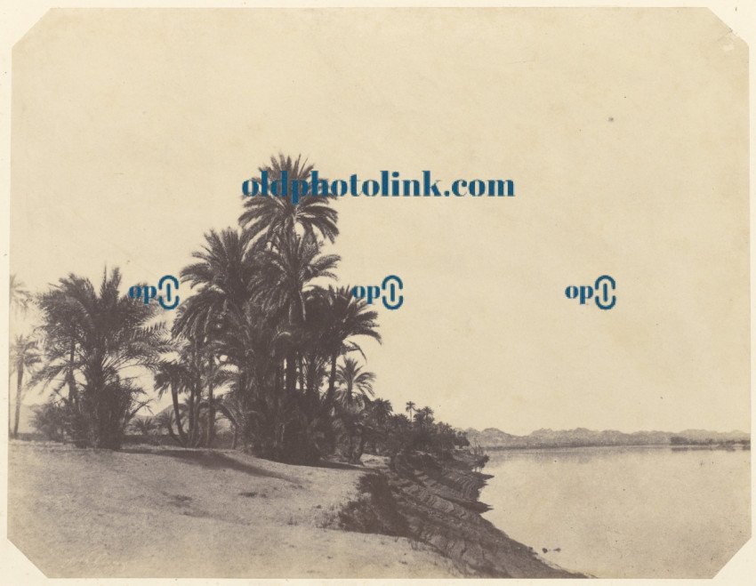 Studies of date palm trees 1853