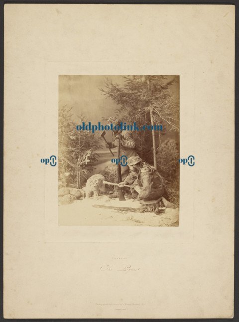 Trapping the Lynx 1866