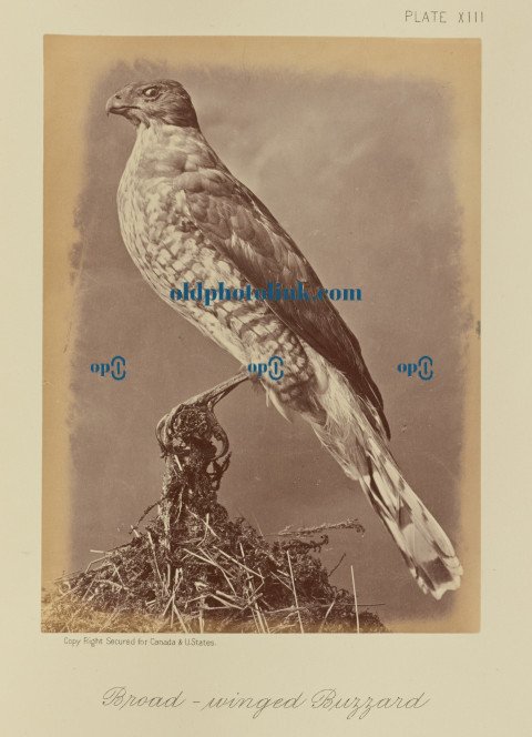 Broad winged Buzzard 1876