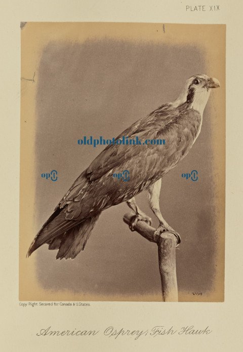 American Osprey; Fish Hawk 1876