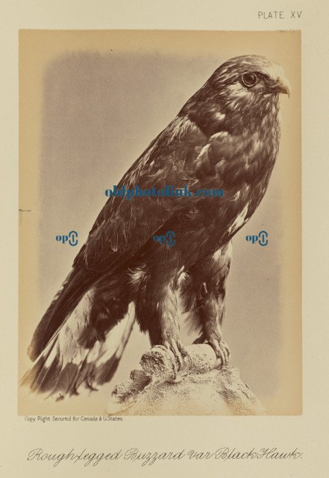 Rough legged Buzzard var Black Hawk 1876