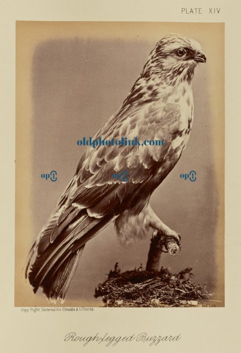 Rough legged Buzzard 1876