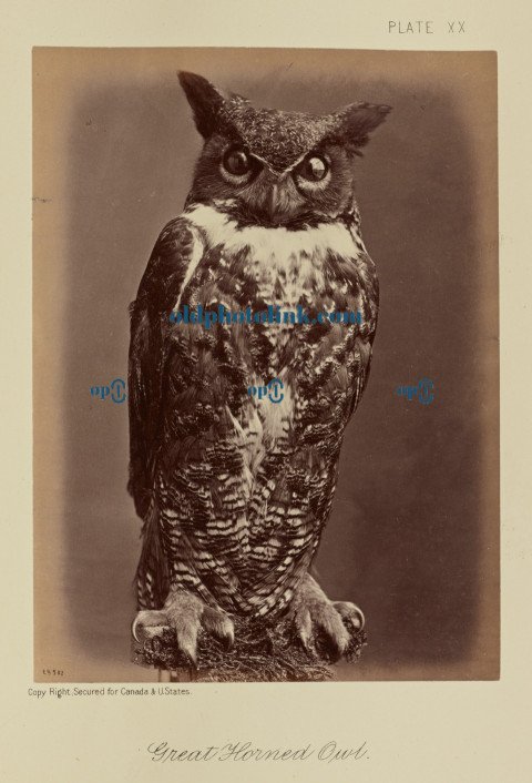 Great Horned Owl 1876