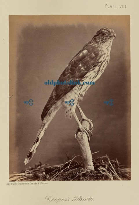 Cooper's Hawk 1876