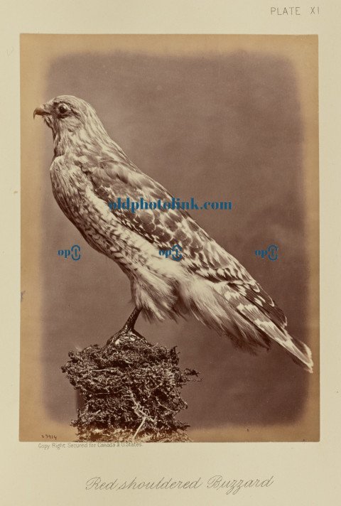 Red shouldered Buzzard 1876