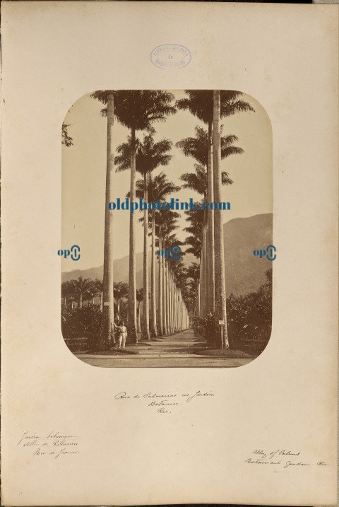 Palm Trees Street in the Botanical Gardens, Rio 1870