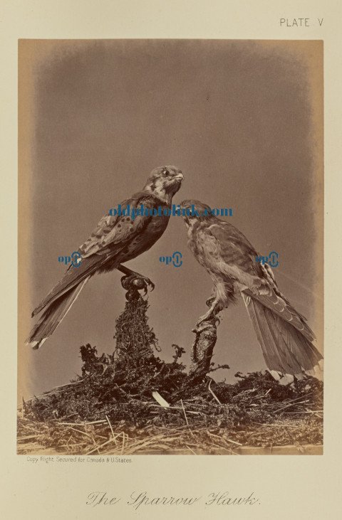 The Sparrow Hawk 1876