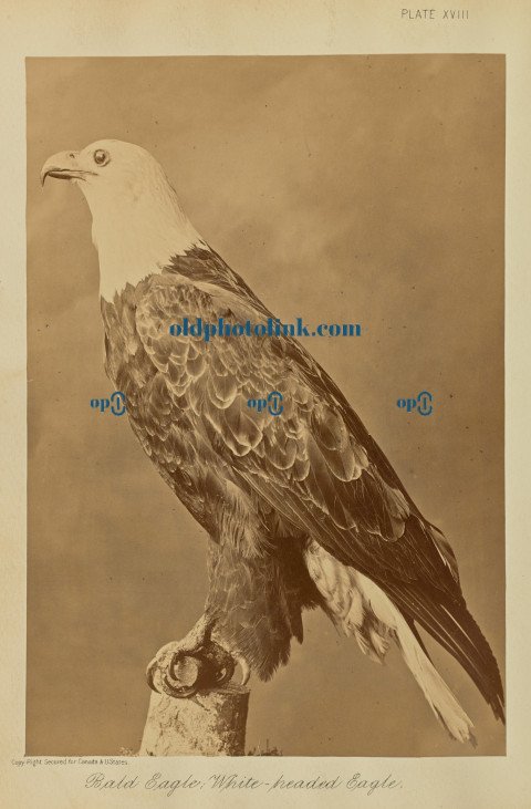 Bald Eagle; White headed Eagle 1876
