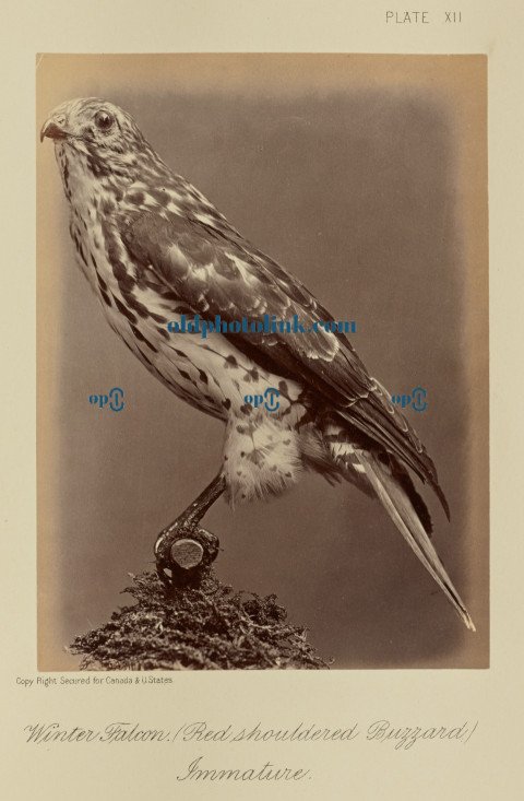 Winter Falcon (Red shouldered Buzzard), Immature 1876