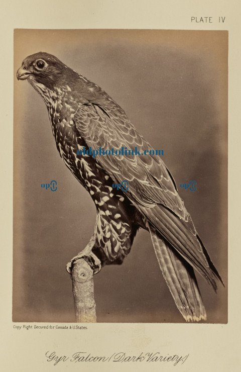 Gyr Falcon (Dark Variety) 1876