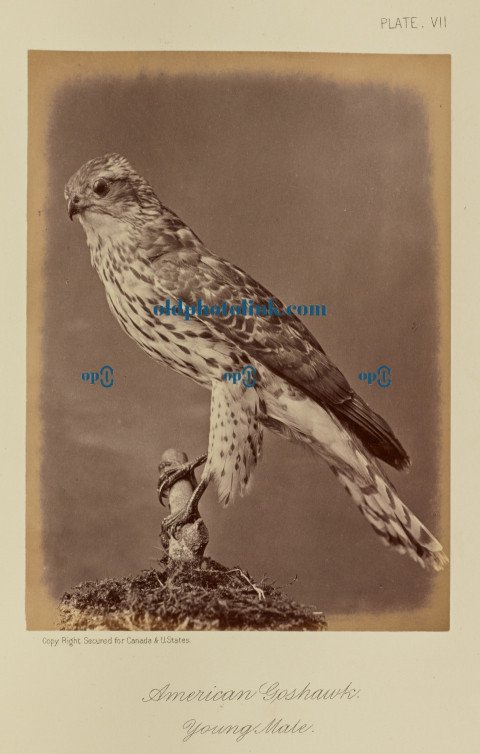 American Goshawk, Young Male 1876