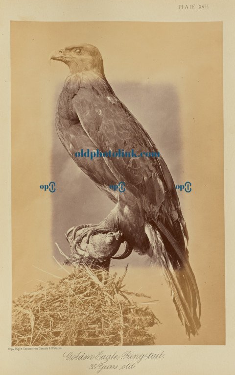 Golden Eagle, Ring tail  35 Years old 1876