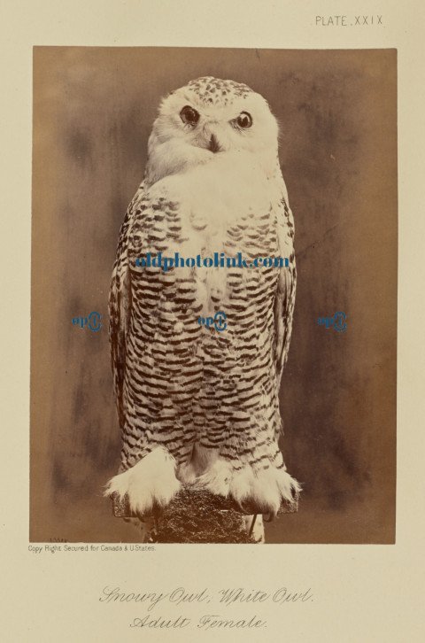 Snowy Owl, White Owl  Adult Female 1876