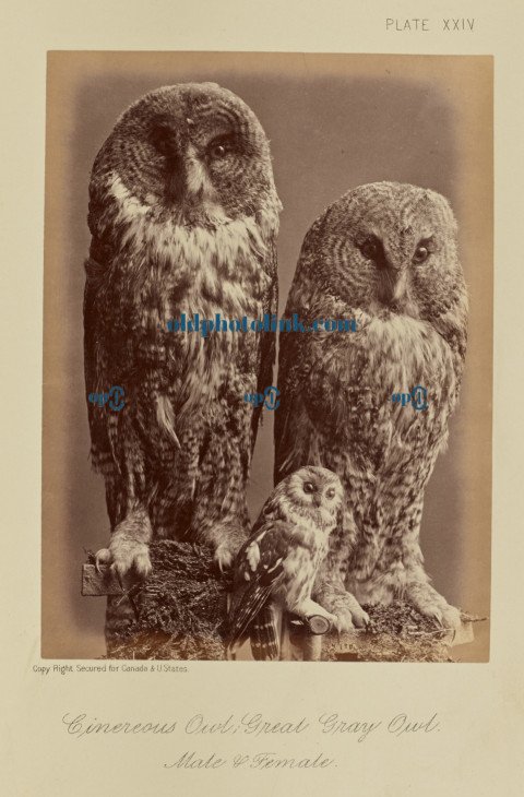 Cinereous Owl; Great Gray Owl  Male & Female 1876