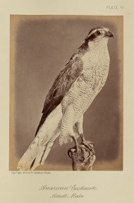 American Goshawk, Adult Male 1876