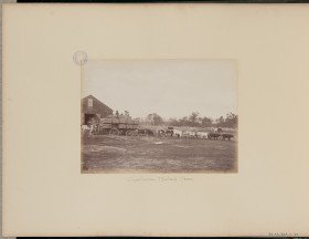 Australian Bullock Team 1887