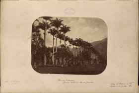 Palmeiras Street, Botanical Garden, Rio de Janeiro 1870