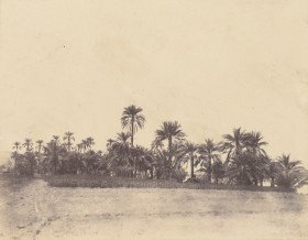 Study of date Palm trees 1853